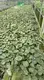 Custom alocasia plant information Suppliers Manufacturer | Youngplants 1