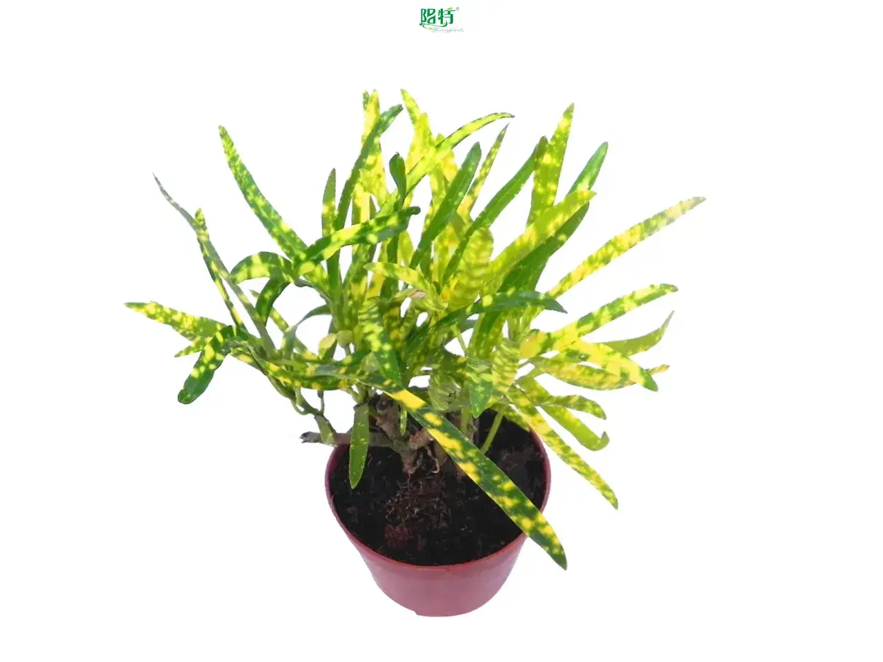 Hot-selling xanthosoma tissue culture Factory | Youngplants 1