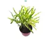 Hot-selling xanthosoma tissue culture Factory | Youngplants 1