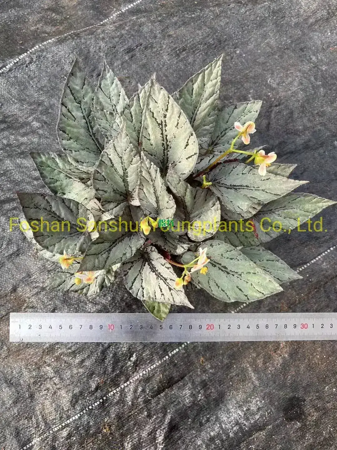 Custom begonia indoor Suppliers Manufacturer | Youngplants 1