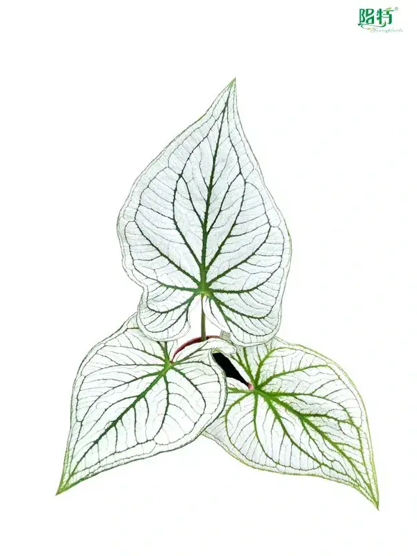 Youngplants | Top Others Alocasia Suppliers 1
