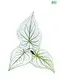 Youngplants | Top Others Alocasia Suppliers 1