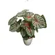 live caladium plants for sale at Wholesale Prices | Youngplants 1