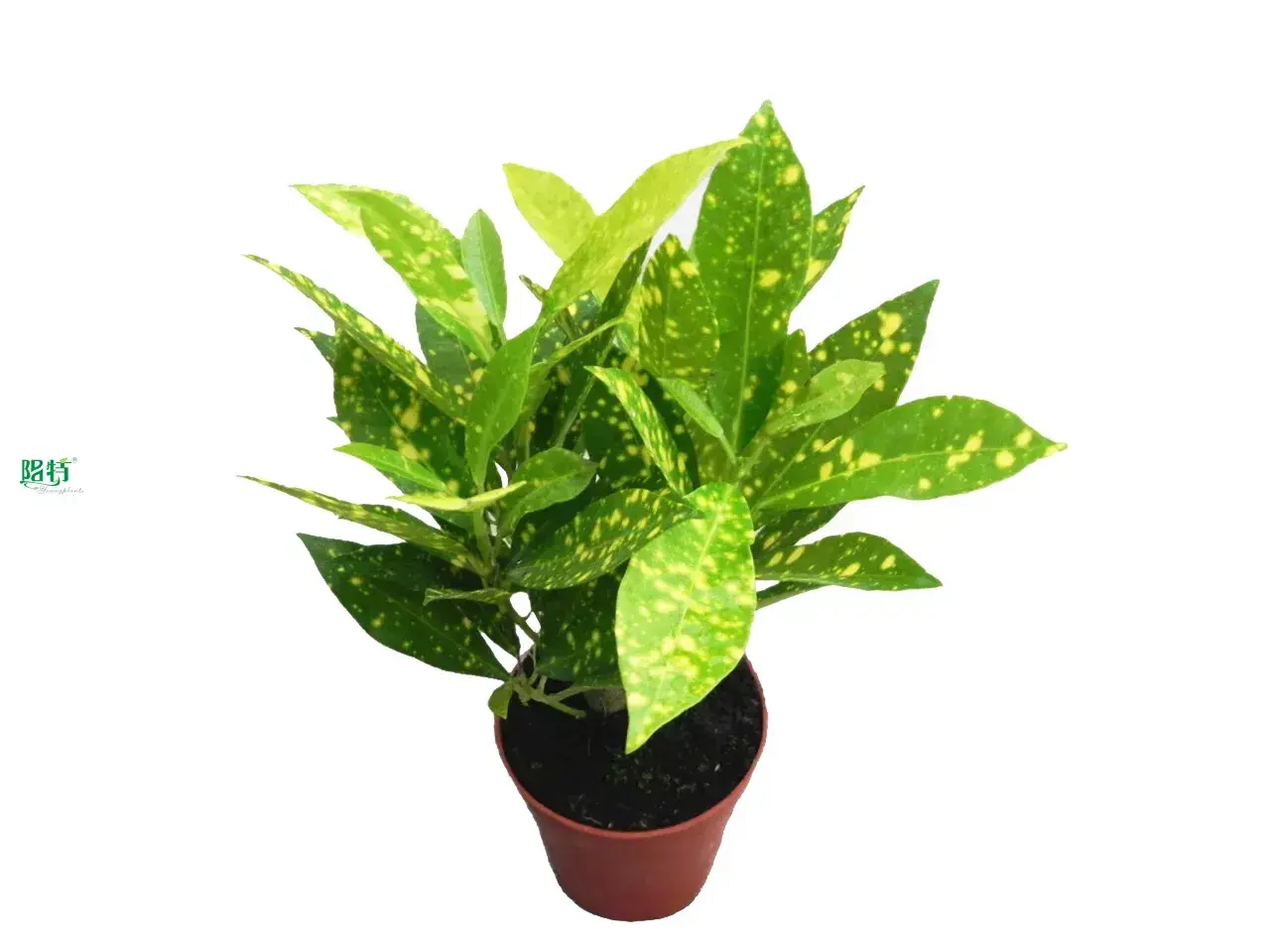 Custom plant tissue culture containers Company Manufacturer | Youngplants 1