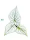 Custom caladium lindenii Factory Manufacturer | Youngplants 1