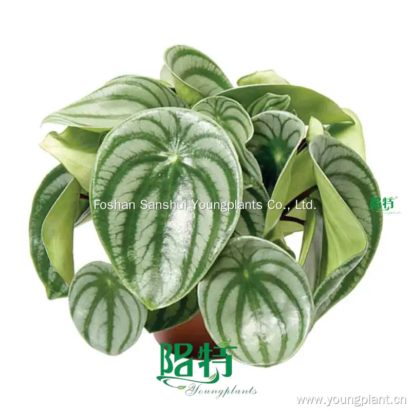 Youngplants | Hot-selling peperomia obtusifolia flower Manufacturers 1