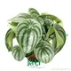Youngplants | Hot-selling peperomia obtusifolia flower Manufacturers 1