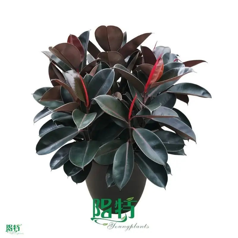Youngplants | Wholesale Ficus elastica Ruby Manufacturers 1