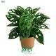 Custom monstera Company Manufacturer | Youngplants 1