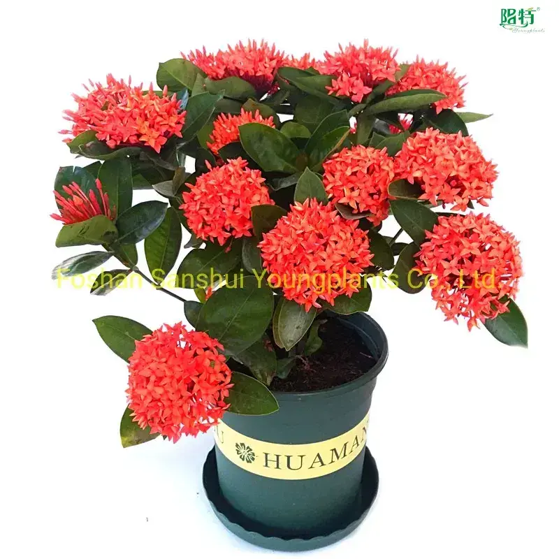 woody trees at Wholesale Prices | Youngplants 1