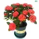 woody trees at Wholesale Prices | Youngplants 1