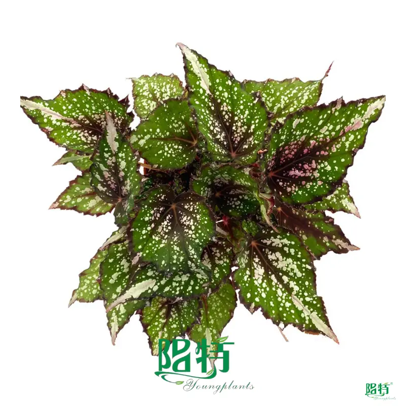 Youngplants | High-quality begônia rex Factory 1
