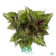 Youngplants | High-quality begônia rex Factory 1