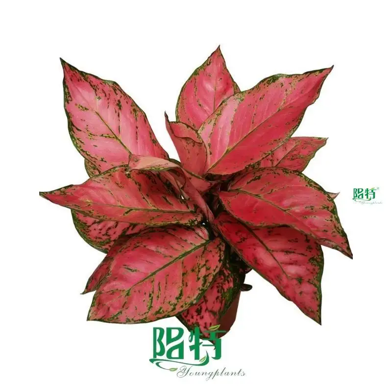 Plants from cutting at Wholesale Prices | Youngplants 1