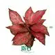 Plants from cutting at Wholesale Prices | Youngplants 1