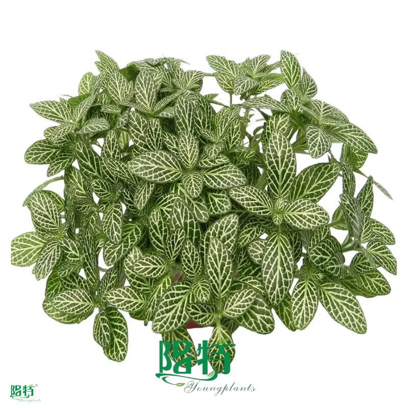 Hot-selling fittonia mix Manufacturers | Youngplants 1