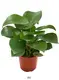 raindrop peperomia at Wholesale Prices | Youngplants 1