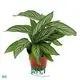  calathea leuconeura  | Youngplants 1