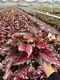 Custom croton houseplant  Manufacturer | Youngplants 1