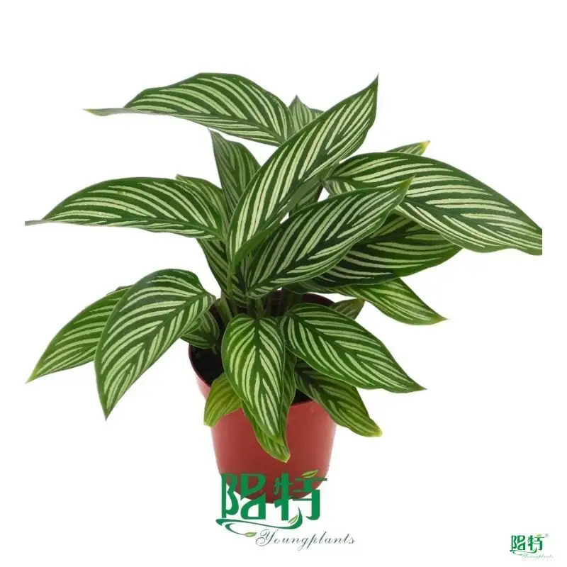 Youngplants |  stromanthe  1