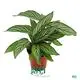 Youngplants |  stromanthe  1