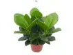 Custom schefflera arboricola bonsai  Manufacturer | Youngplants 1