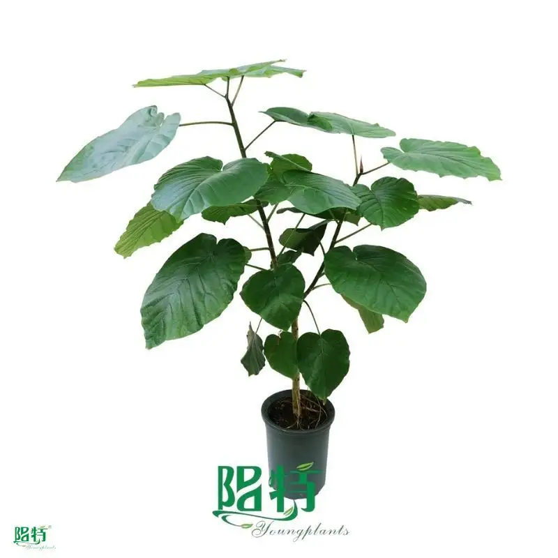Custom plants sell in trays  Manufacturer | Youngplants 1