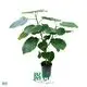 Custom plants sell in trays  Manufacturer | Youngplants 1