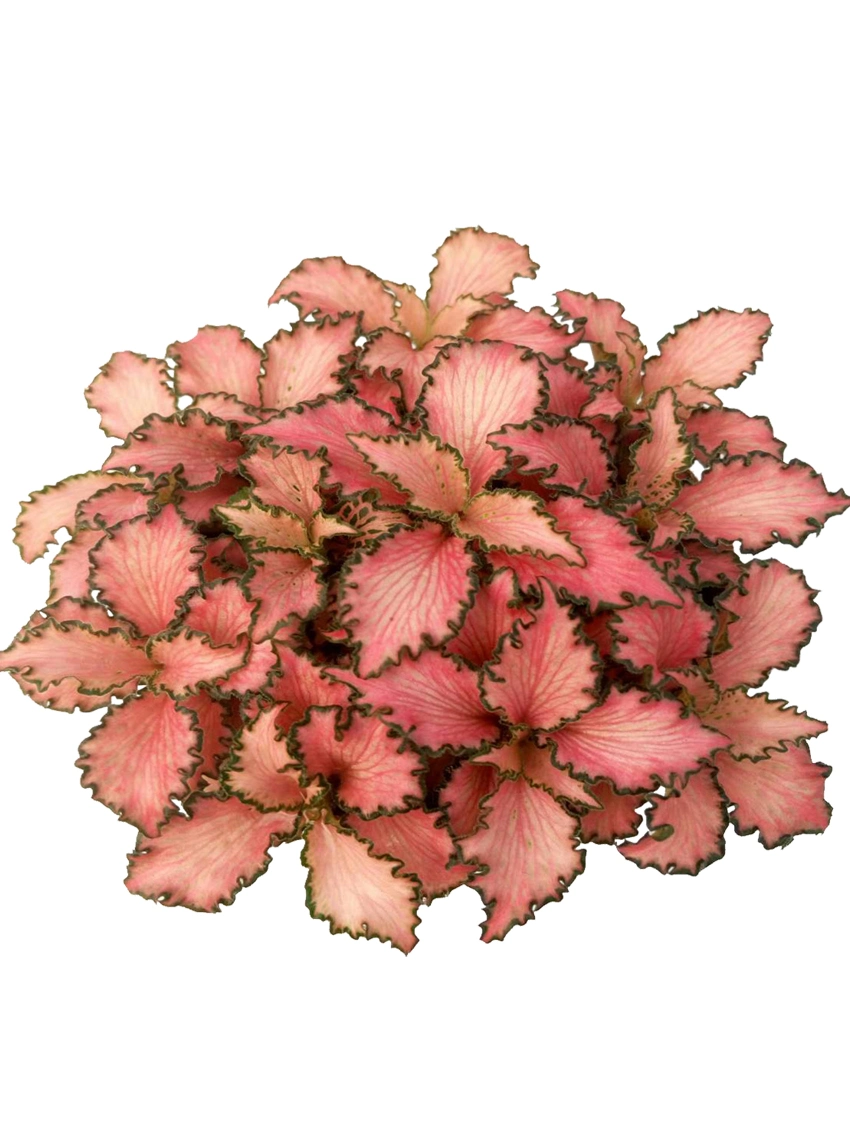 Fabricante de cuidados personalizados com Fittonia albivenis | Youngplants 3