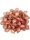 Custom fittonia albivenis care  Manufacturer | Youngplants 2