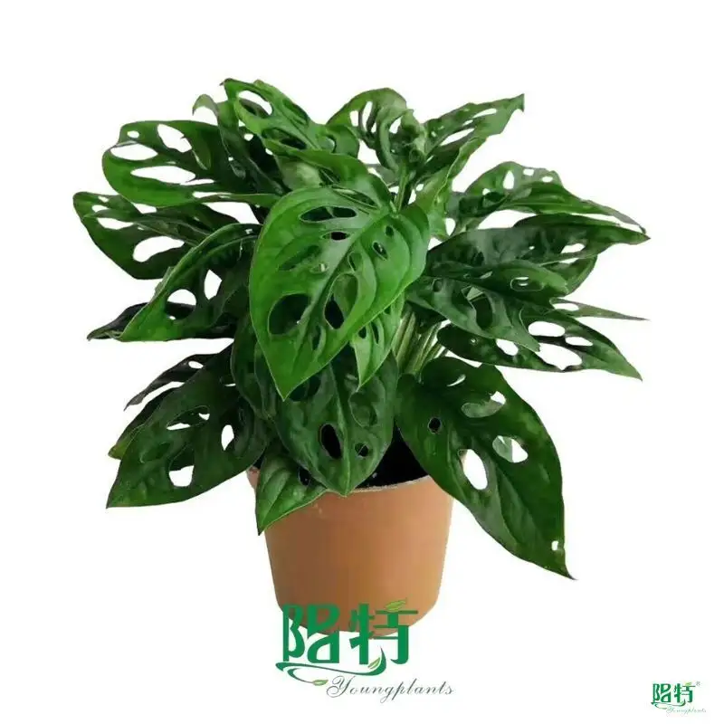 Youngplants |  monstera deliciosa plant  1