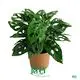 Youngplants |  monstera deliciosa plant  1