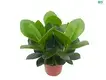 Custom peperomia polybotrya care  Manufacturer | Youngplants 1