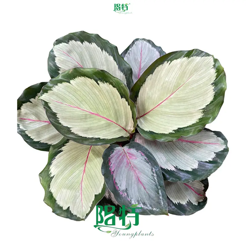 types of prayer plants at Wholesale Prices | Youngplants 1