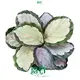 types of prayer plants at Wholesale Prices | Youngplants 1
