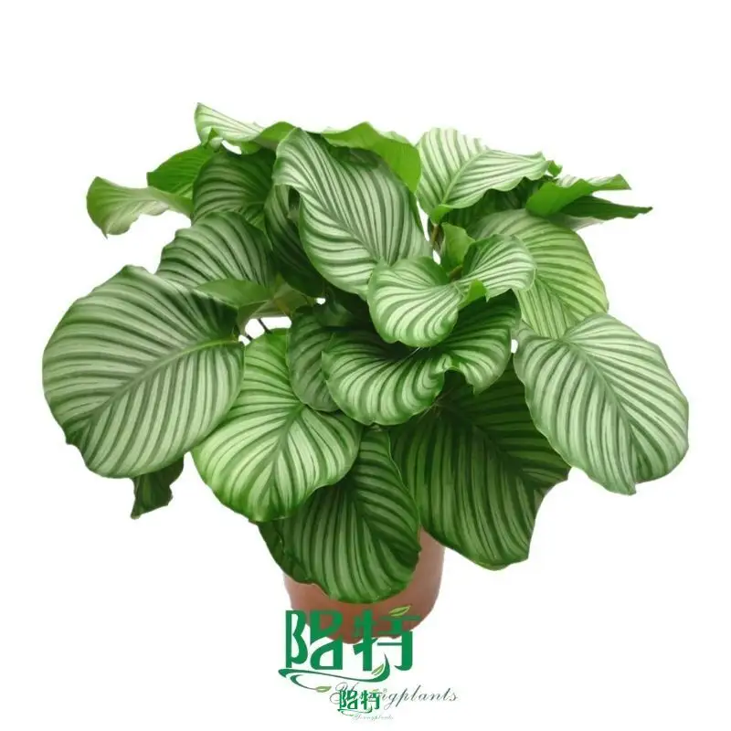 calathea plant care at Wholesale Prices | Youngplants 1