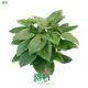 Wholesale plant plugs at Wholesale Prices | Youngplants 1