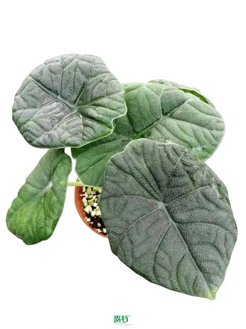 fittonia care tips at Wholesale Prices | Youngplants 1