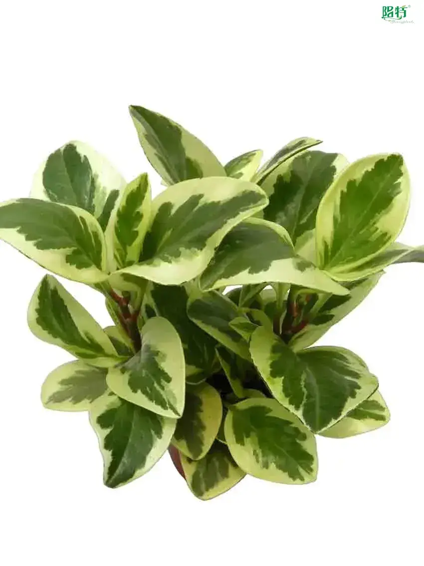 Custom peperomia scandens variegata  Manufacturer | Youngplants 1