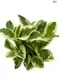 Custom peperomia scandens variegata  Manufacturer | Youngplants 1