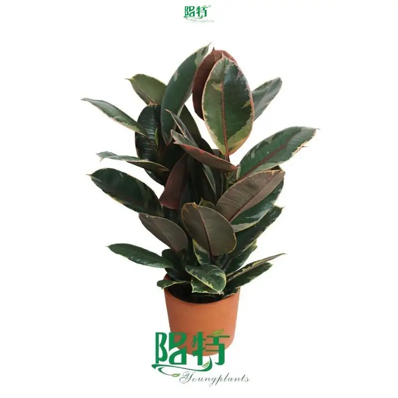  ficus bonsai care  | Youngplants 1