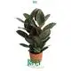  ficus bonsai care  | Youngplants 1