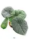  schefflera arboricola  | Youngplants 1