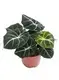 Custom fittonia red  Manufacturer | Youngplants 1