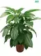 Custom clusia  Manufacturer | Youngplants 1