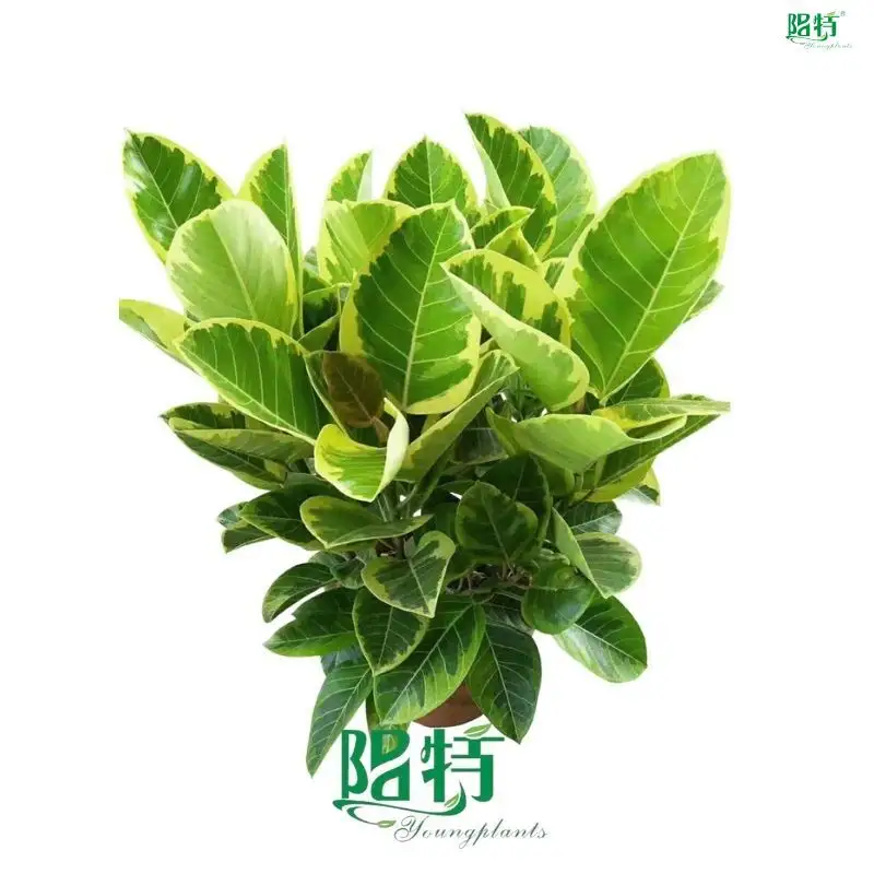  ficus bonsai tree for sale  | Youngplants 1