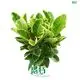  ficus bonsai tree for sale  | Youngplants 1