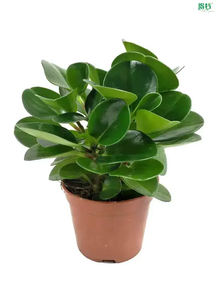  peperomia graveolens  | Youngplants 1