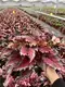 Youngplants |  plante croton  1