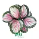 Youngplants |  calathea leuconeura  1